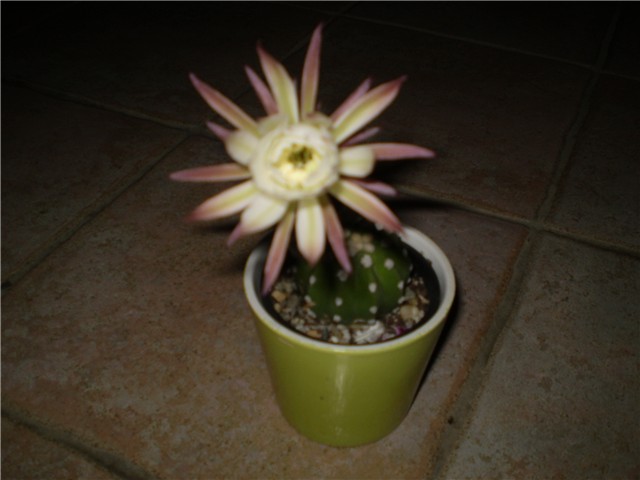 kaktus